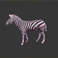 Game and Movie Character Zebra with Black White Stripes Standing on Gray Background with Reflection