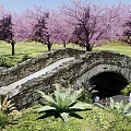 Scenic Stone Bridge Over Stream With Pink Cherry Blossom Trees Rocks Fish and Green Plants