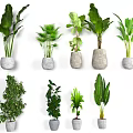 Various Indoor Potted Plants With Different Leaf Types And Decorative Pots 3d model
