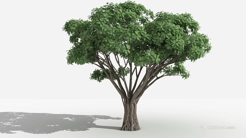 Lush Green Arbor Featuring Thick Trunk and Multiple Branches Against White Background 3d model