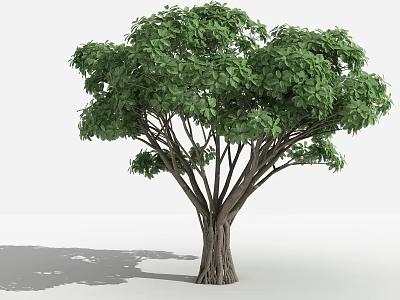 Lush Green Arbor Featuring Thick Trunk and Multiple Branches Against White Background 3d model