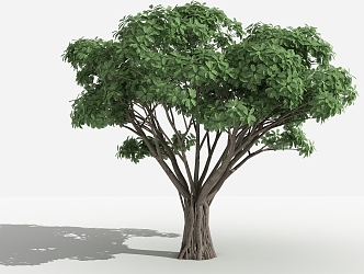 Modern tree tiger gram banyan 3d model