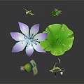 Purple Lotus Flower With Green Leaf Dragonfly Small Leaves And Buds