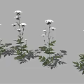 Green Leaf Plants With White Flowers And Lush Foliage Arranged In Multiple Groups