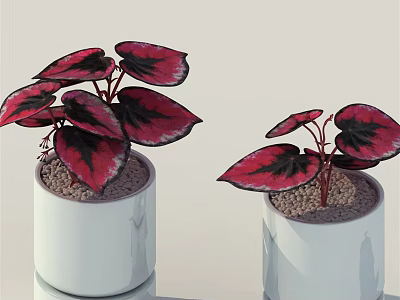 Potted Bonsai Plants with Red and Black Leaves in White Cylindrical Pots for Indoor Decor 3d model