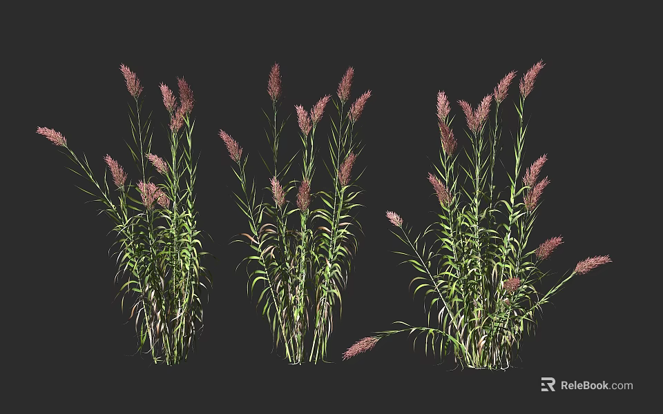 Three Clumps of Green Shrubs with Pink Spiky Inflorescences on Black Background 3d model 