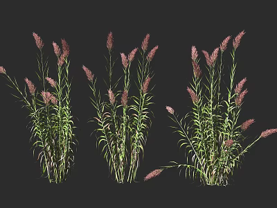Three Clumps of Green Shrubs with Pink Spiky Inflorescences on Black Background 3d model