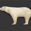 Polar Bear White Standing Model With Dark Background And Reflection 3d model