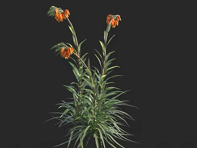 Tall Plants With Orange Flowers And Long Green Leaves On Black Background 3d model