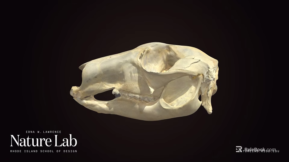 Detailed Animal Skull 3D Model In Science Lab For Anatomical Research 3d model 