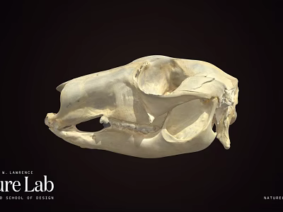 Detailed Animal Skull 3D Model In Science Lab For Anatomical Research 3d model