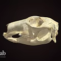 Detailed Animal Skull 3D Model In Science Lab For Anatomical Research