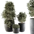 Lush Green Garden Decorative Plants With Various Sizes And Gray Planters