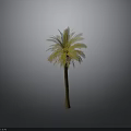 Lush Tropical Palm Tree With Green and Yellow Leaves And Brown Trunk