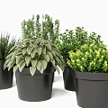 Various Green Potted Plants In Black Pots For Indoor Decoration