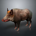 Wild Boar With Rough Brown Gray Fur And Red Snout In Standing Posture