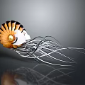 Nautilus With Orange And White Spiral Shell And Silver Tentacles On Dark Background