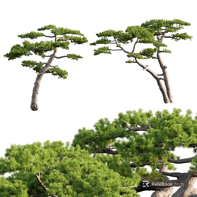 Tall Arbor With Lush Green Foliage And Elegant Branch Structure Design 3d model 