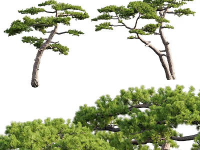 Tall Arbor With Lush Green Foliage And Elegant Branch Structure Design 3d model