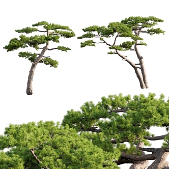 pine landscape tree 3d model