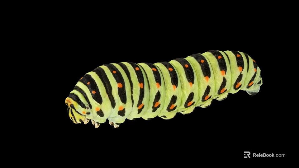 Green Caterpillar With Black Stripes And Orange Spots In Macro Close Up 3d model 