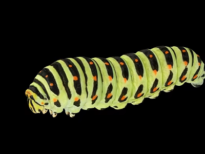 Green Caterpillar With Black Stripes And Orange Spots In Macro Close Up 3d model