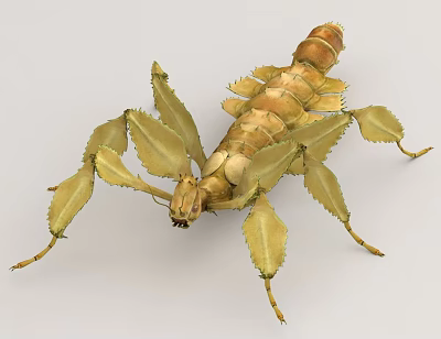 Tan Reptile With Elongated Body Leaf Like Limbs And Detailed Camouflage Features 3d model Tan Reptile With Elongated Body Leaf Like Limbs And Detailed Camouflage Features 3d model