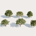 regular Green Leaf Tree High Precision Model Tree 3d model