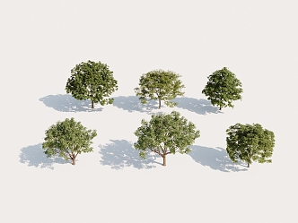 regular Green Leaf Tree High Precision Model Tree 3d model