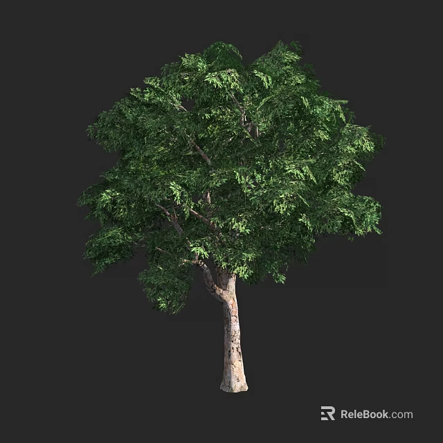 Tall Arbor with Lush Green Foliage and Strong Trunk on Dark Background 3d model 
