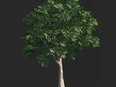 Tall Arbor with Lush Green Foliage and Strong Trunk on Dark Background 3d model