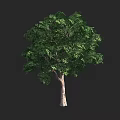 Tall Arbor with Lush Green Foliage and Strong Trunk on Dark Background