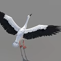 White Stork With Black Wings Spreading Wings And Long Red Legs Standing On Gray Background