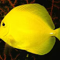 Vibrant Yellow Aquatic Fish Swimming in Marine Habitat With Red Coral Background