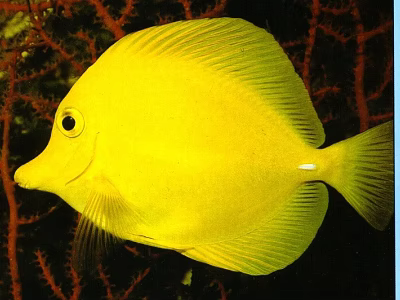 Modern fish yellow high fin thorn tail fish 3d model