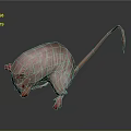 Hairless Rat with Pink Skin Red Eyes and Paws Long Thin Tail on Dark Background