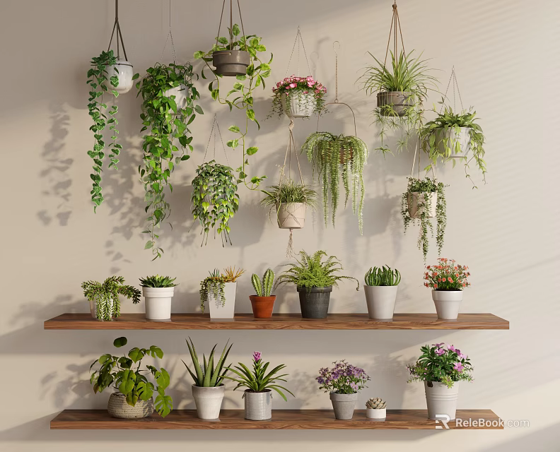Various Hanging and Shelf Potted Plants on Wooden Shelves with Green Leaves and Flowering Pots 3d model 
