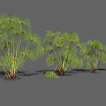 Cluster Of Green Leafy Plants With Slender Stems For Garden Landscaping