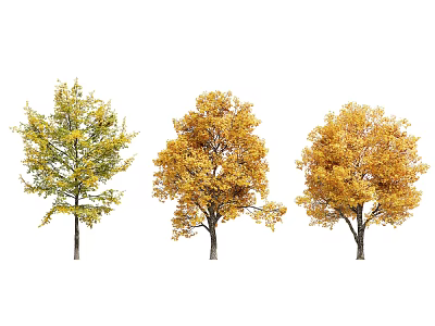 Three Arbor Trees With Vibrant Autumn Leaves In Green And Golden Hues 3d model