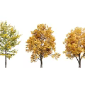 Three Arbor Trees With Vibrant Autumn Leaves In Green And Golden Hues
