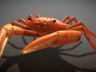 Realistic Orange Crab With Large Claws And Extended Legs On Dark Surface 3d model