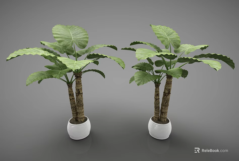 Two Bonsai Potted Plants With Large Green Leaves And Brown Trunks In White Pots 3d model 