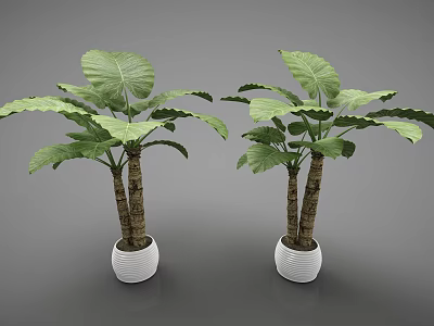Two Bonsai Potted Plants With Large Green Leaves And Brown Trunks In White Pots 3d model