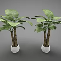 Two Bonsai Potted Plants With Large Green Leaves And Brown Trunks In White Pots