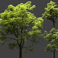 Multiple Arbor Trees With Lush Green Foliage And Tall Strong Trunks 3d model