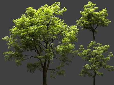 Multiple Arbor Trees With Lush Green Foliage And Tall Strong Trunks 3d model