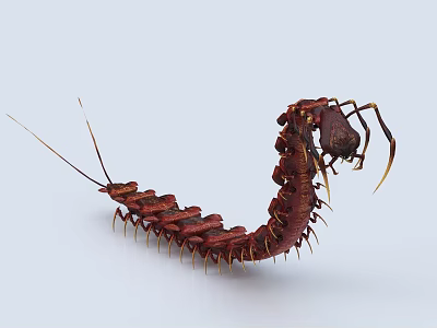 Realistic Red Reptile With Curved Body Many Legs On White Background 3d model