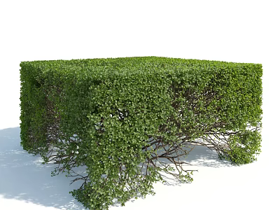 Green Trimmed Shrub With Square Shape Lush Foliage And Exposed Base Branches 3d model