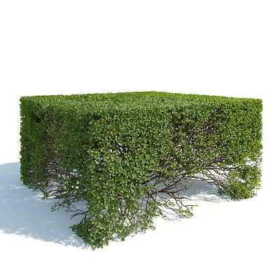 Green Trimmed Shrub With Square Shape Lush Foliage And Exposed Base Branches 3d model