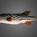 Striking Black and White Striped Fish with Orange Eyes and Fins in Natural Habitat